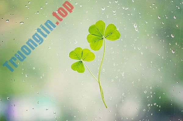 Bộ&nbsp;hình&nbsp;nền&nbsp;cỏ&nbsp;ba&nbsp;lá&nbsp;đẹp&nbsp;nhất&nbsp;cho&nbsp;laptop