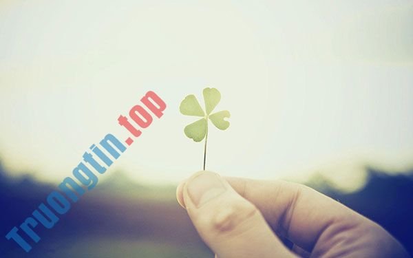 Bộ&nbsp;hình&nbsp;nền&nbsp;cỏ&nbsp;ba&nbsp;lá&nbsp;đẹp&nbsp;nhất&nbsp;cho&nbsp;laptop