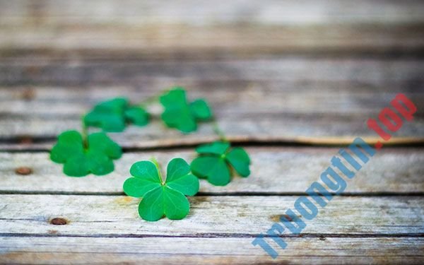 Bộ&nbsp;hình&nbsp;nền&nbsp;cỏ&nbsp;ba&nbsp;lá&nbsp;đẹp&nbsp;nhất&nbsp;cho&nbsp;laptop