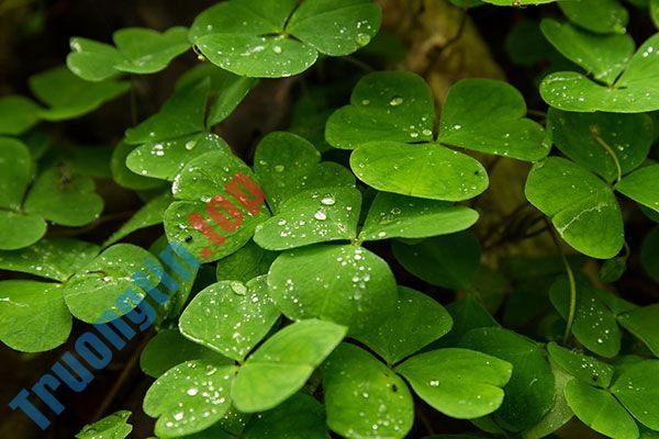 Bộ&nbsp;hình&nbsp;nền&nbsp;cỏ&nbsp;ba&nbsp;lá&nbsp;đẹp&nbsp;nhất&nbsp;cho&nbsp;laptop