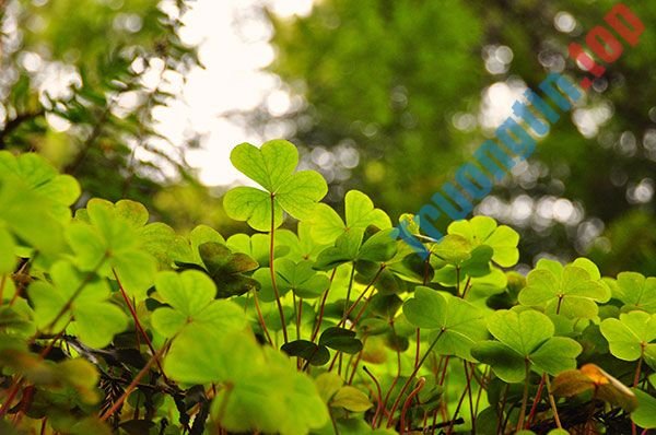 Bộ&nbsp;hình&nbsp;nền&nbsp;cỏ&nbsp;ba&nbsp;lá&nbsp;đẹp&nbsp;nhất&nbsp;cho&nbsp;laptop