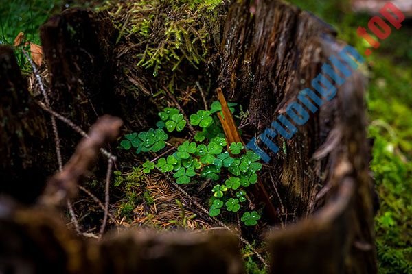 Bộ&nbsp;hình&nbsp;nền&nbsp;cỏ&nbsp;ba&nbsp;lá&nbsp;đẹp&nbsp;nhất&nbsp;cho&nbsp;laptop