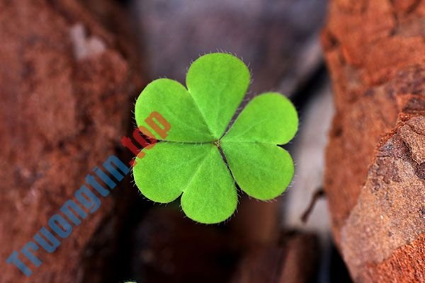 Bộ&nbsp;hình&nbsp;nền&nbsp;cỏ&nbsp;ba&nbsp;lá&nbsp;đẹp&nbsp;nhất&nbsp;cho&nbsp;laptop