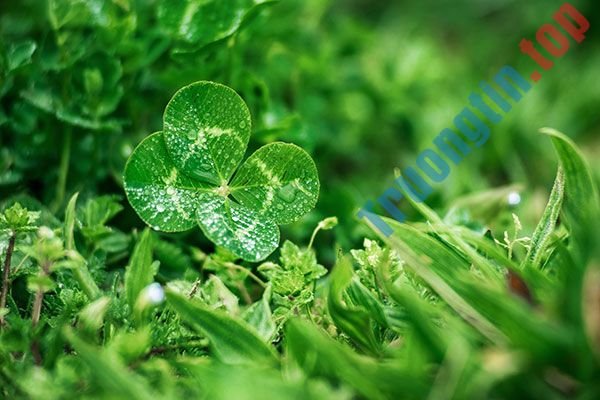 Bộ&nbsp;hình&nbsp;nền&nbsp;cỏ&nbsp;ba&nbsp;lá&nbsp;đẹp&nbsp;nhất&nbsp;cho&nbsp;laptop