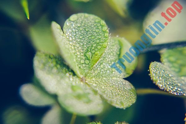 Bộ&nbsp;hình&nbsp;nền&nbsp;cỏ&nbsp;ba&nbsp;lá&nbsp;đẹp&nbsp;nhất&nbsp;cho&nbsp;laptop