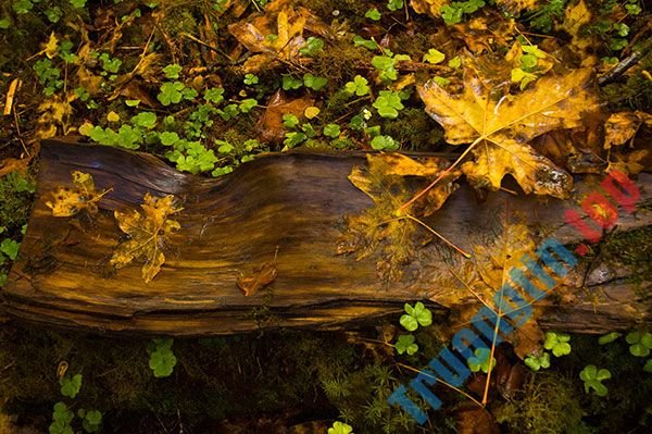 Bộ&nbsp;hình&nbsp;nền&nbsp;cỏ&nbsp;ba&nbsp;lá&nbsp;đẹp&nbsp;nhất&nbsp;cho&nbsp;laptop