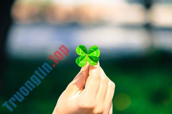 Bộ&nbsp;hình&nbsp;nền&nbsp;cỏ&nbsp;ba&nbsp;lá&nbsp;đẹp&nbsp;nhất&nbsp;cho&nbsp;laptop