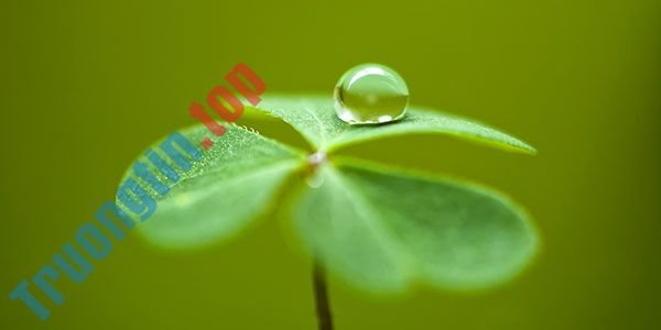 Bộ&nbsp;hình&nbsp;nền&nbsp;cỏ&nbsp;ba&nbsp;lá&nbsp;đẹp&nbsp;nhất&nbsp;cho&nbsp;laptop