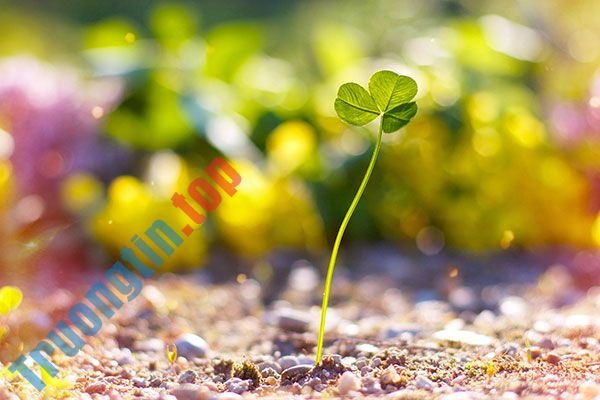 Bộ&nbsp;hình&nbsp;nền&nbsp;cỏ&nbsp;ba&nbsp;lá&nbsp;đẹp&nbsp;nhất&nbsp;cho&nbsp;laptop