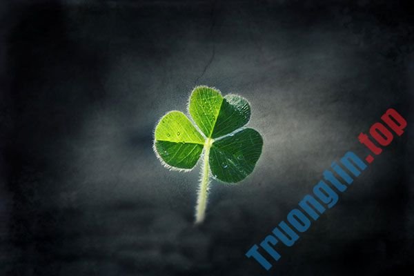 Bộ&nbsp;hình&nbsp;nền&nbsp;cỏ&nbsp;ba&nbsp;lá&nbsp;đẹp&nbsp;nhất&nbsp;cho&nbsp;laptop