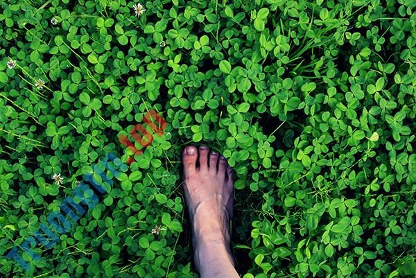 Bộ&nbsp;hình&nbsp;nền&nbsp;cỏ&nbsp;ba&nbsp;lá&nbsp;đẹp&nbsp;nhất&nbsp;cho&nbsp;laptop