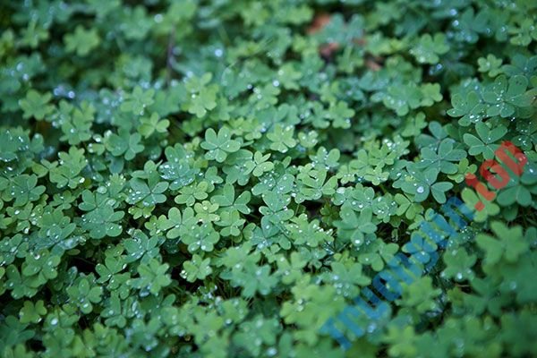 Bộ&nbsp;hình&nbsp;nền&nbsp;cỏ&nbsp;ba&nbsp;lá&nbsp;đẹp&nbsp;nhất&nbsp;cho&nbsp;laptop