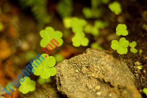 Bộ&nbsp;hình&nbsp;nền&nbsp;cỏ&nbsp;ba&nbsp;lá&nbsp;đẹp&nbsp;nhất&nbsp;cho&nbsp;laptop