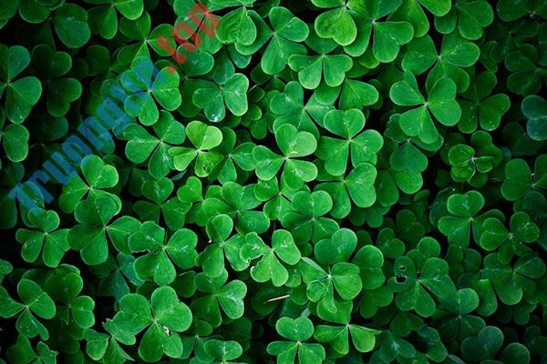 Bộ&nbsp;hình&nbsp;nền&nbsp;cỏ&nbsp;ba&nbsp;lá&nbsp;đẹp&nbsp;nhất&nbsp;cho&nbsp;laptop