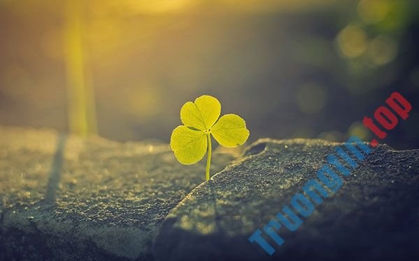 Bộ&nbsp;hình&nbsp;nền&nbsp;cỏ&nbsp;ba&nbsp;lá&nbsp;đẹp&nbsp;nhất&nbsp;cho&nbsp;laptop