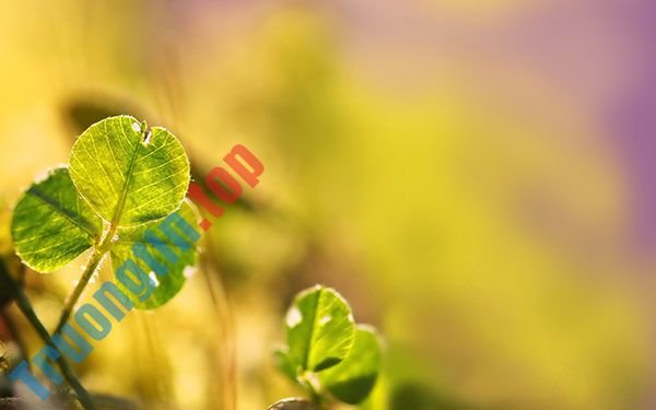 Bộ&nbsp;hình&nbsp;nền&nbsp;cỏ&nbsp;ba&nbsp;lá&nbsp;đẹp&nbsp;nhất&nbsp;cho&nbsp;laptop