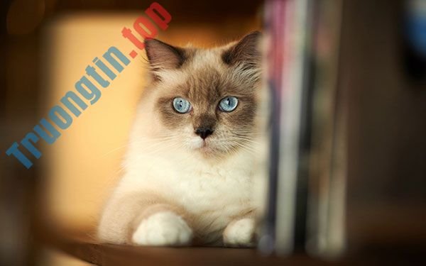 【1️⃣】 Bộ hình nền mèo dễ thương và đáng yêu nhất - Trường Tín™