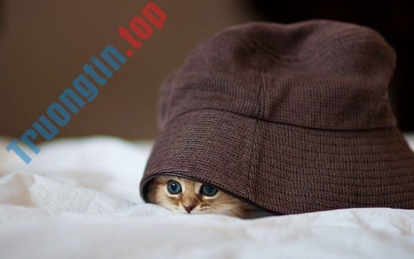 Bộ&nbsp;hình&nbsp;nền&nbsp;mèo&nbsp;dễ&nbsp;thương&nbsp;và&nbsp;đáng&nbsp;yêu&nbsp;nhất