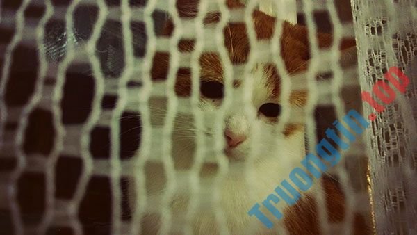 Bộ&nbsp;hình&nbsp;nền&nbsp;mèo&nbsp;dễ&nbsp;thương&nbsp;và&nbsp;đáng&nbsp;yêu&nbsp;nhất