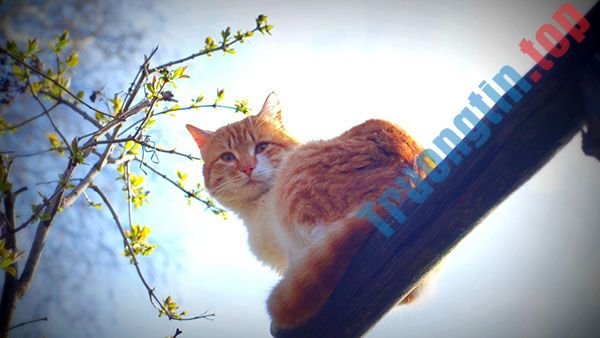 Bộ&nbsp;hình&nbsp;nền&nbsp;mèo&nbsp;dễ&nbsp;thương&nbsp;và&nbsp;đáng&nbsp;yêu&nbsp;nhất