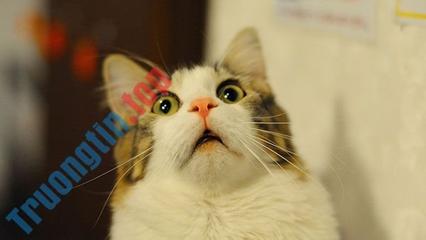 Bộ&nbsp;hình&nbsp;nền&nbsp;mèo&nbsp;dễ&nbsp;thương&nbsp;và&nbsp;đáng&nbsp;yêu&nbsp;nhất