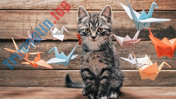 Bộ&nbsp;hình&nbsp;nền&nbsp;mèo&nbsp;dễ&nbsp;thương&nbsp;và&nbsp;đáng&nbsp;yêu&nbsp;nhất