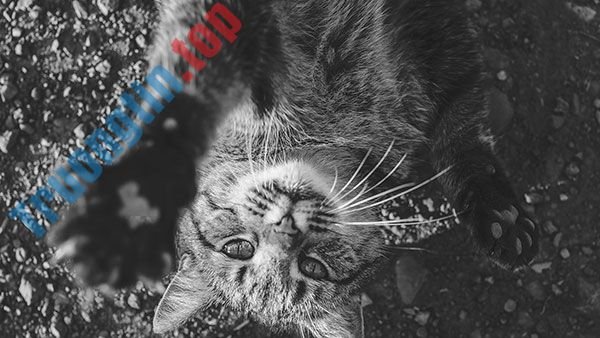 Bộ&nbsp;hình&nbsp;nền&nbsp;mèo&nbsp;dễ&nbsp;thương&nbsp;và&nbsp;đáng&nbsp;yêu&nbsp;nhất