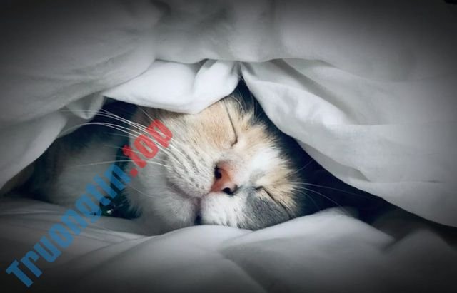 Cách&nbsp;sửa&nbsp;lỗi&nbsp;không&nbsp;thấy&nbsp;bộ&nbsp;điều&nbsp;hợp&nbsp;mạng&nbsp;trên&nbsp;Windows&nbsp;10