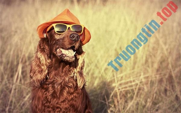 Tổng&nbsp;hợp&nbsp;theme&nbsp;mùa&nbsp;hè&nbsp;cho&nbsp;Windows&nbsp;10