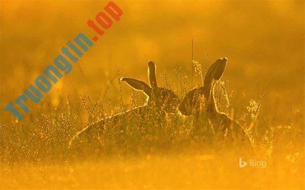 Tổng&nbsp;hợp&nbsp;theme&nbsp;mùa&nbsp;hè&nbsp;cho&nbsp;Windows&nbsp;10