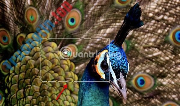 4&nbsp;cách&nbsp;phóng&nbsp;to&nbsp;ảnh&nbsp;trong&nbsp;Photoshop