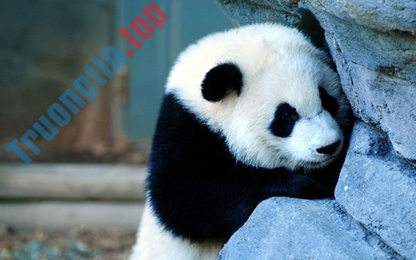 Bộ&nbsp;ảnh&nbsp;nền&nbsp;gấu&nbsp;trúc&nbsp;dễ&nbsp;thương&nbsp;nhất&nbsp;cho&nbsp;máy&nbsp;tính