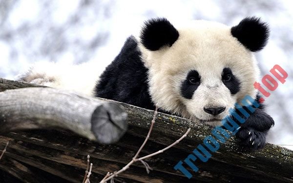 Bộ&nbsp;ảnh&nbsp;nền&nbsp;gấu&nbsp;trúc&nbsp;dễ&nbsp;thương&nbsp;nhất&nbsp;cho&nbsp;máy&nbsp;tính