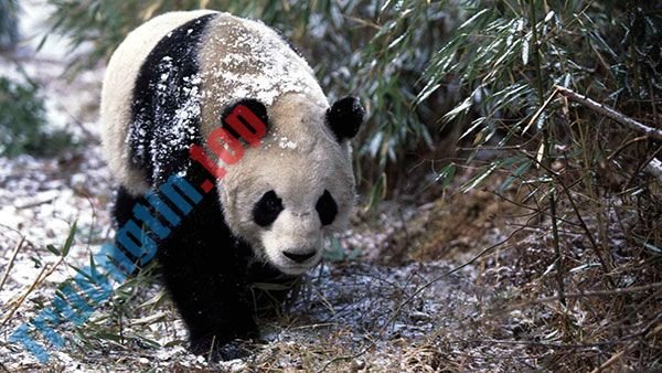 Bộ&nbsp;ảnh&nbsp;nền&nbsp;gấu&nbsp;trúc&nbsp;dễ&nbsp;thương&nbsp;nhất&nbsp;cho&nbsp;máy&nbsp;tính