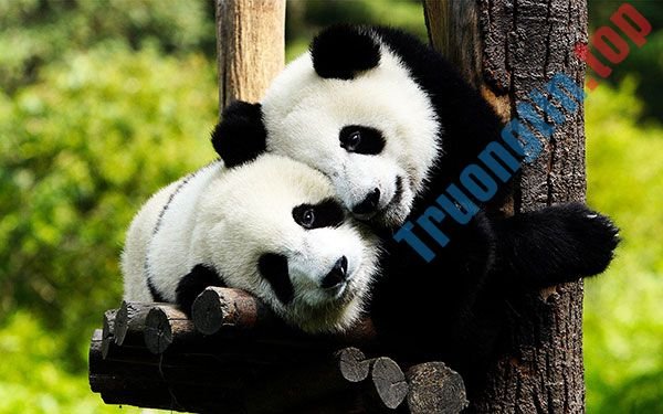 Bộ&nbsp;ảnh&nbsp;nền&nbsp;gấu&nbsp;trúc&nbsp;dễ&nbsp;thương&nbsp;nhất&nbsp;cho&nbsp;máy&nbsp;tính