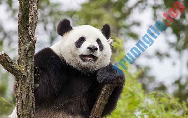 Bộ&nbsp;ảnh&nbsp;nền&nbsp;gấu&nbsp;trúc&nbsp;dễ&nbsp;thương&nbsp;nhất&nbsp;cho&nbsp;máy&nbsp;tính