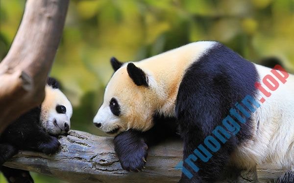 Bộ&nbsp;ảnh&nbsp;nền&nbsp;gấu&nbsp;trúc&nbsp;dễ&nbsp;thương&nbsp;nhất&nbsp;cho&nbsp;máy&nbsp;tính