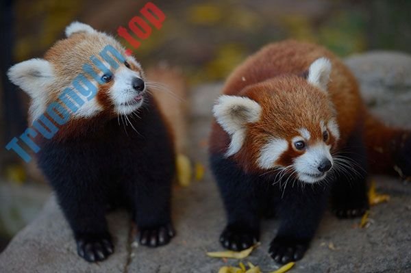 Bộ&nbsp;ảnh&nbsp;nền&nbsp;gấu&nbsp;trúc&nbsp;dễ&nbsp;thương&nbsp;nhất&nbsp;cho&nbsp;máy&nbsp;tính