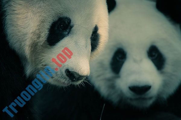 Bộ&nbsp;ảnh&nbsp;nền&nbsp;gấu&nbsp;trúc&nbsp;dễ&nbsp;thương&nbsp;nhất&nbsp;cho&nbsp;máy&nbsp;tính