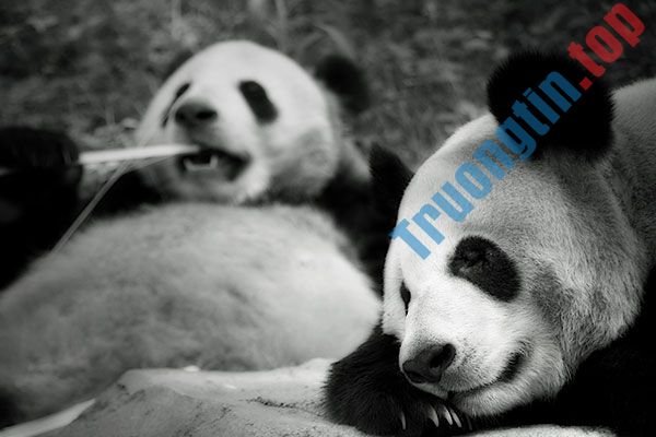 Bộ&nbsp;ảnh&nbsp;nền&nbsp;gấu&nbsp;trúc&nbsp;dễ&nbsp;thương&nbsp;nhất&nbsp;cho&nbsp;máy&nbsp;tính