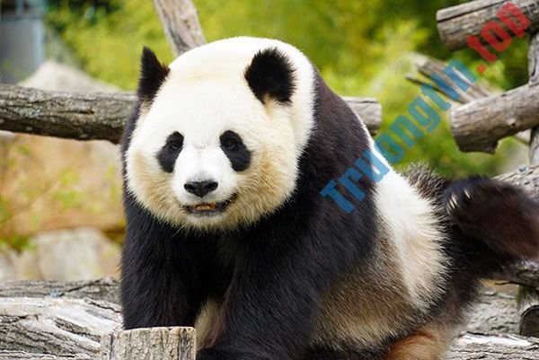 Bộ&nbsp;ảnh&nbsp;nền&nbsp;gấu&nbsp;trúc&nbsp;dễ&nbsp;thương&nbsp;nhất&nbsp;cho&nbsp;máy&nbsp;tính