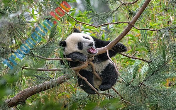 Bộ&nbsp;ảnh&nbsp;nền&nbsp;gấu&nbsp;trúc&nbsp;dễ&nbsp;thương&nbsp;nhất&nbsp;cho&nbsp;máy&nbsp;tính