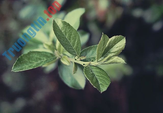 100+&nbsp;hình&nbsp;nền&nbsp;đẹp&nbsp;nhiều&nbsp;chủ&nbsp;đề&nbsp;cho&nbsp;máy&nbsp;tính&nbsp;và&nbsp;laptop