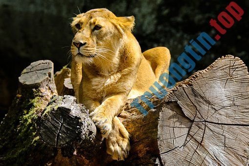 Top&nbsp;hình&nbsp;nền&nbsp;sư&nbsp;tử&nbsp;full&nbsp;HD&nbsp;cho&nbsp;máy&nbsp;tính