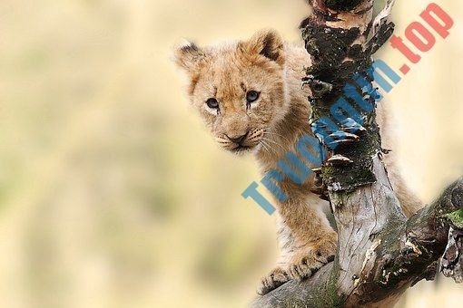 Top&nbsp;hình&nbsp;nền&nbsp;sư&nbsp;tử&nbsp;full&nbsp;HD&nbsp;cho&nbsp;máy&nbsp;tính