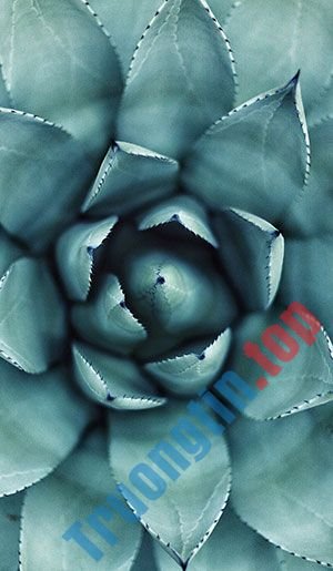 Hình&nbsp;nền&nbsp;lá&nbsp;cây&nbsp;cho&nbsp;máy&nbsp;tính,&nbsp;ảnh&nbsp;lá&nbsp;cây&nbsp;cho&nbsp;điện&nbsp;thoại