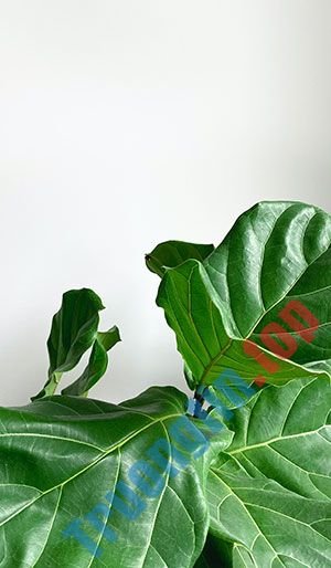 Hình&nbsp;nền&nbsp;lá&nbsp;cây&nbsp;cho&nbsp;máy&nbsp;tính,&nbsp;ảnh&nbsp;lá&nbsp;cây&nbsp;cho&nbsp;điện&nbsp;thoại