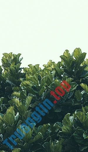 Hình&nbsp;nền&nbsp;lá&nbsp;cây&nbsp;cho&nbsp;máy&nbsp;tính,&nbsp;ảnh&nbsp;lá&nbsp;cây&nbsp;cho&nbsp;điện&nbsp;thoại