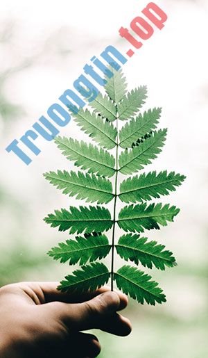 Hình&nbsp;nền&nbsp;lá&nbsp;cây&nbsp;cho&nbsp;máy&nbsp;tính,&nbsp;ảnh&nbsp;lá&nbsp;cây&nbsp;cho&nbsp;điện&nbsp;thoại