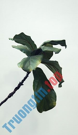 Hình&nbsp;nền&nbsp;lá&nbsp;cây&nbsp;cho&nbsp;máy&nbsp;tính,&nbsp;ảnh&nbsp;lá&nbsp;cây&nbsp;cho&nbsp;điện&nbsp;thoại